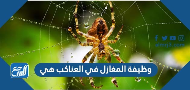 وظيفة المغازل في العناكب هي