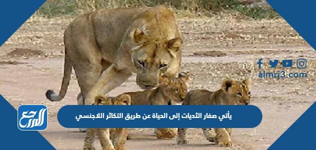 يأتي صغار الثديات إلى الحياة عن طريق التكاثر اللاجنسي