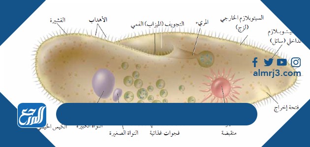 يتحرك البرامسيوم بواسطة