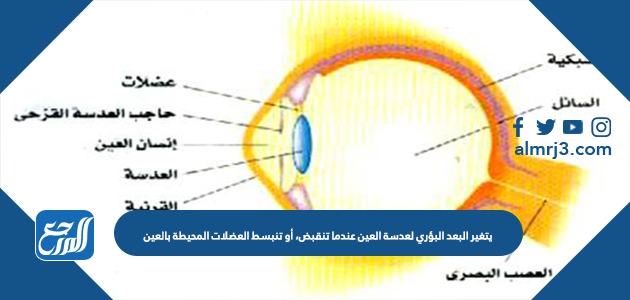 يتغبر البعد البؤري لعدسة العين عندما تنقبض، أو تنبسط العضلات المحيطة بالعين