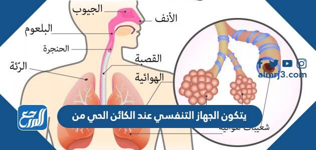 يتكون الجهاز التنفسي عند الكائن الحي من