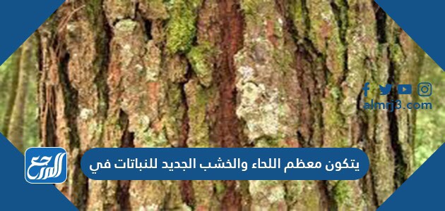 يتكون معظم اللحاء والخشب الجديد للنباتات في
