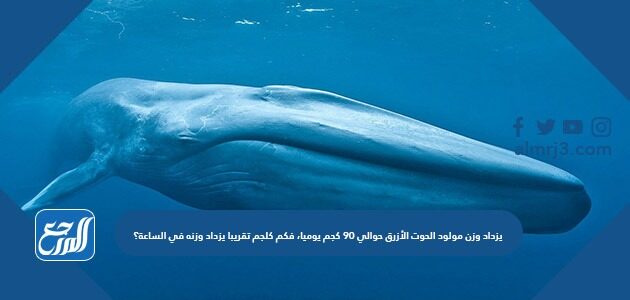 يزداد وزن مولود الحوت الأزرق حوالي ٩٠ كجم يوميا، فكم كلجم تقريبا يزداد وزنه في الساعة