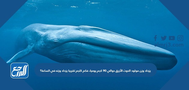 يزداد وزن مولود الحوت الأزرق حوالي ٩٠ كجم يوميا، فكم كلجم تقريبا يزداد وزنه في الساعة