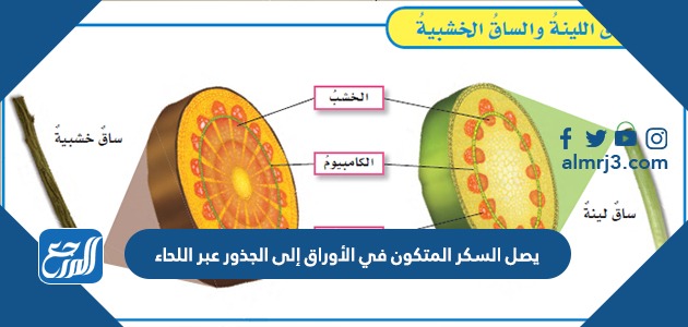 يصل السكر المتكون في الأوراق إلى الجذور عبر اللحاء