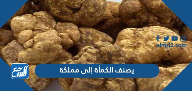 يصنف الكمأة إلى مملكة