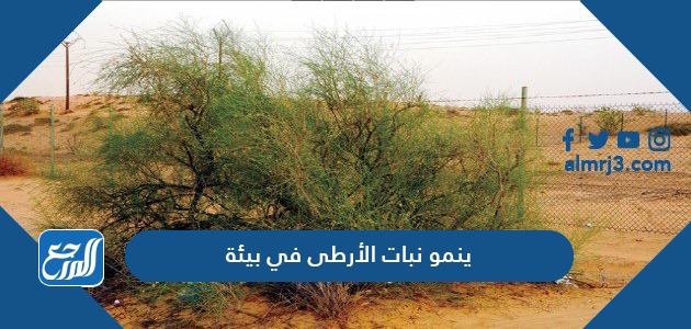 في أي بيئة ينمو نبات الأرطى