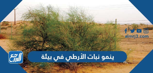 ينمو نبات الأرطي في بيئة