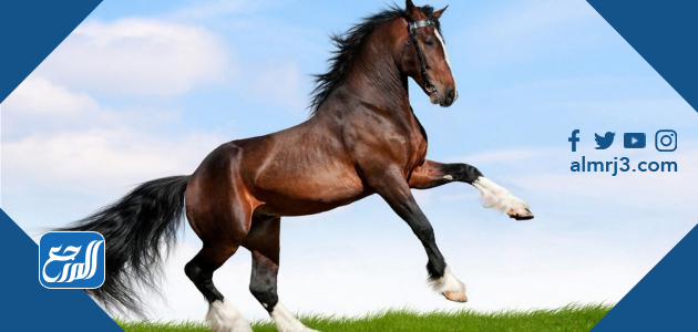 types of horses