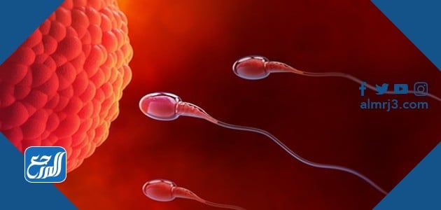 Sperm-increasing drugs
