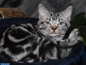 The best types of domestic cats - American Shorthair cat