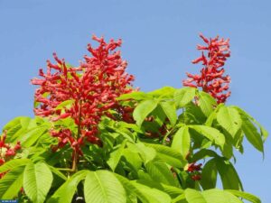 شجر بوكاي الأحمر - أسماء أشجار سريعة النمو وتتحمل الحرارة