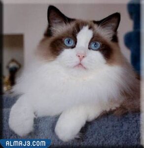 The best types of domestic cats - Rag doll