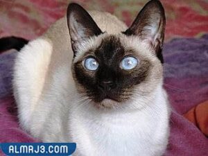 The best types of domestic cats - Siamese cat