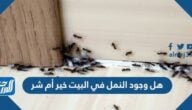 ما هو سبب وجود النمل في غرفة النوم موقع المرجع