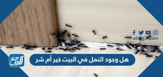 هل وجود النمل في البيت خير أم شر موقع المرجع