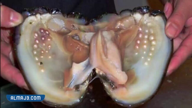 سعر اللؤلؤ الطبيعي في السعودية