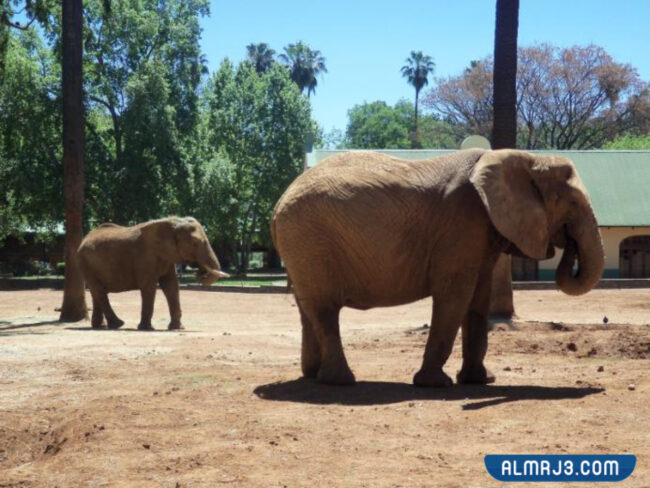 حديقة حيوانات الحمرا