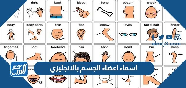 اسماء اعضاء الجسم بالانجليزي والعربي بالصور والترجمة