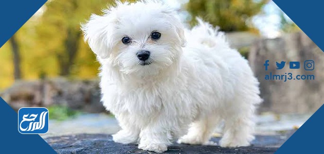 كلاب المالطي "Maltese"