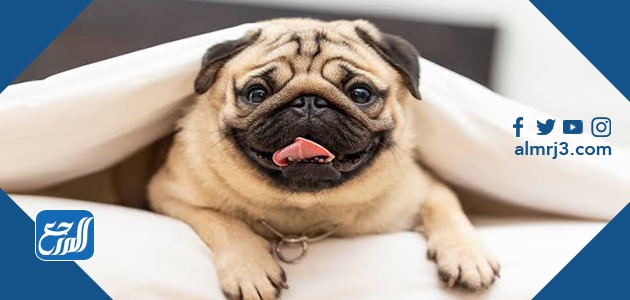 كلاب البج "Pug"