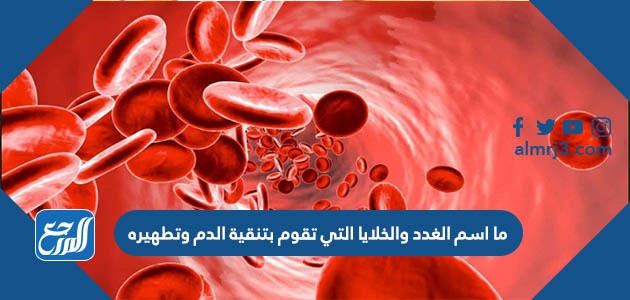 ما اسم الغدد والخلايا التي تقوم بتنقية الدم وتطهيره