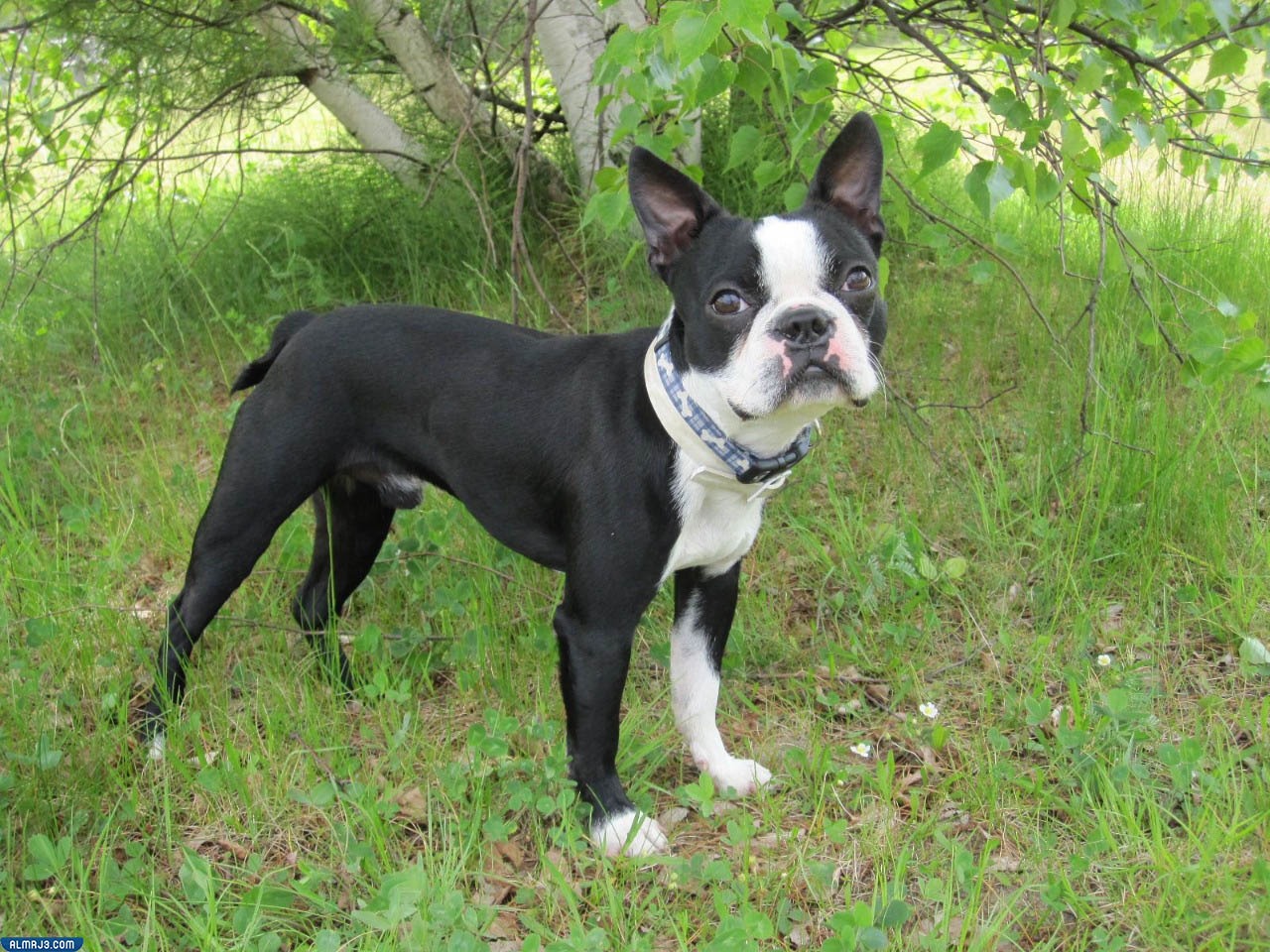 كلاب بوسطن تيرير "Boston Terrier"