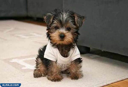 كلاب يوركشاير تيرير "Yorkshire Terrier"