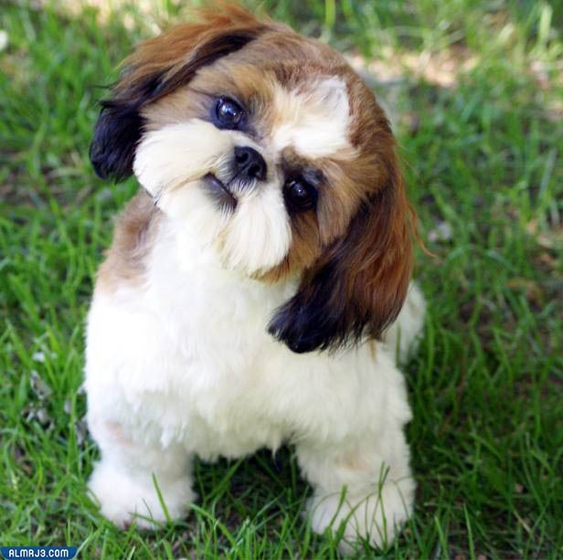 كلاب بوميرانيان "Pomeranian"