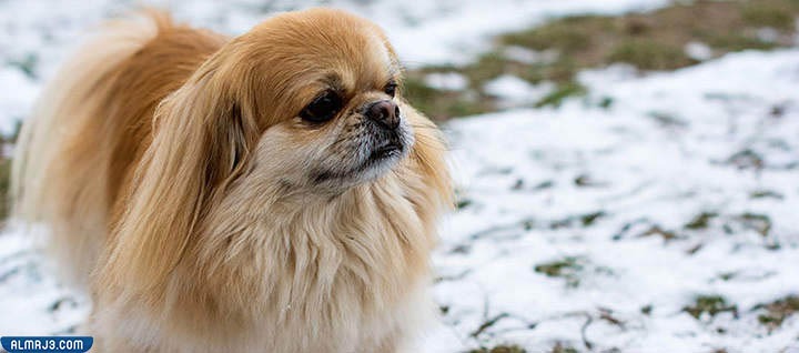 كلاب بيكينيز "Pekingese"