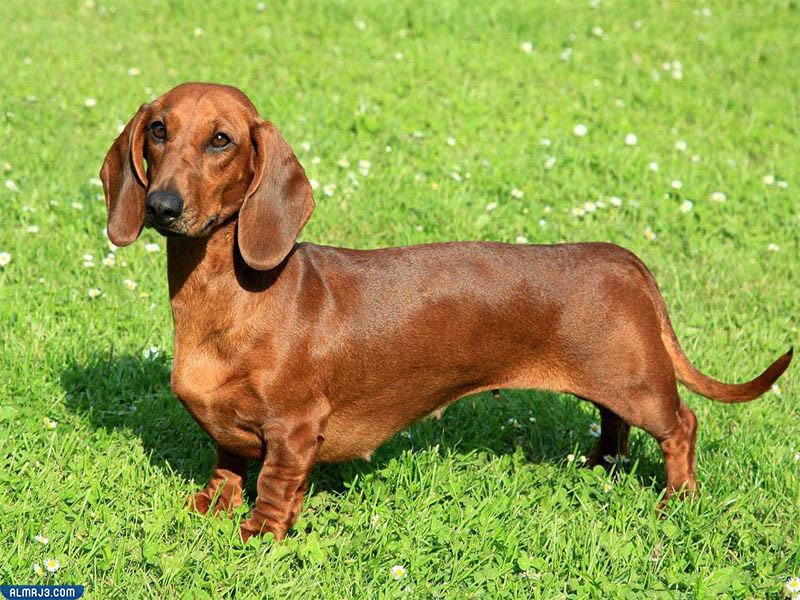 كلاب داشنهند "Dachshund"
