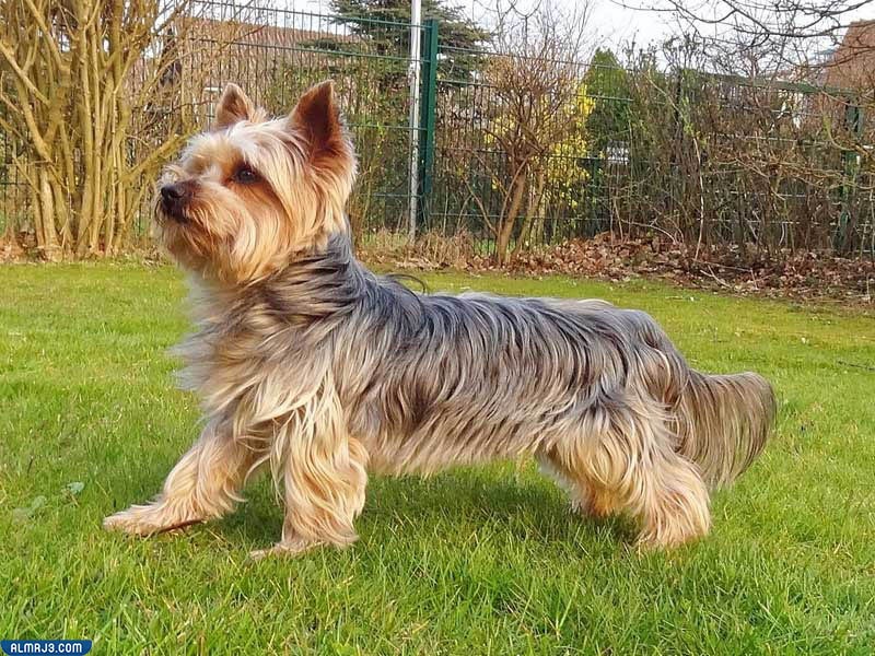 كلاب بولونيز "Bolognese"