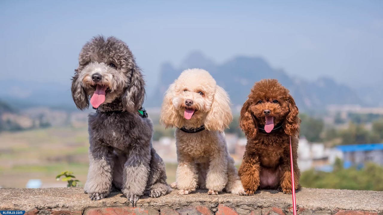 كلاب البودل "Poodle"