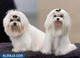 كلاب تشيه تزو "Shih Tzu"