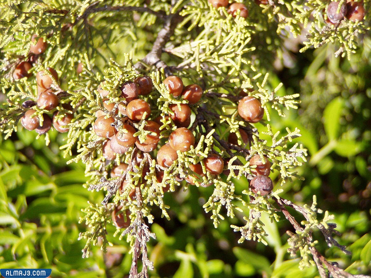 جونبير "عرعر" Juniper
