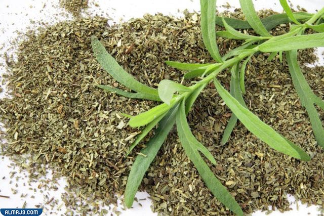 مردقوش Marjoram