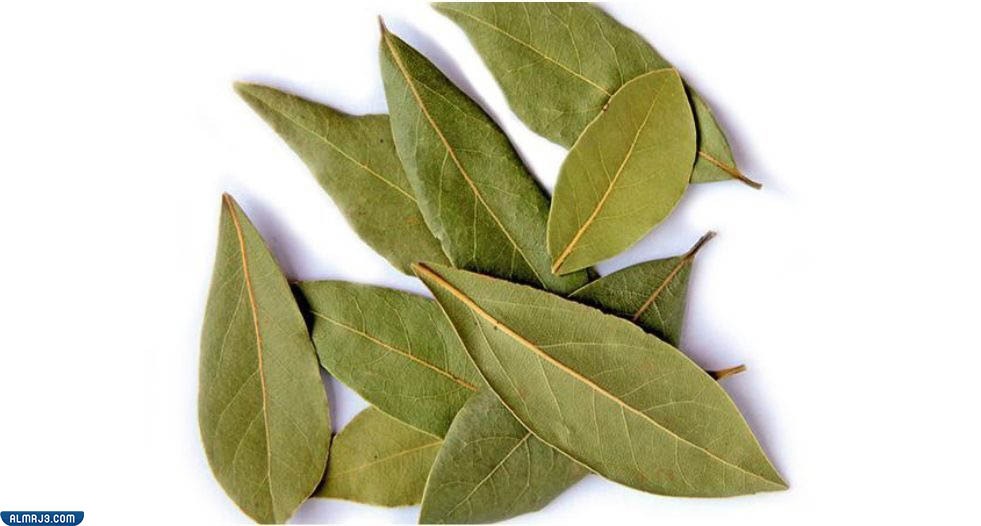 ورق الغار Bay Leaf