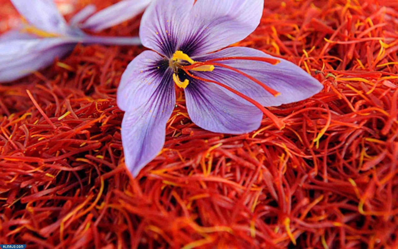 زعفران Saffron