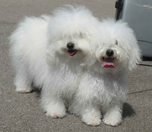 كلاب جريفون "اللولو"