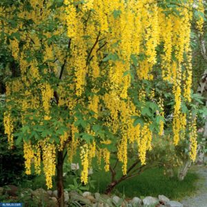 أبنوس السلاسل الذهبية - أسماء أشجار سريعة النمو وتتحمل الحرارة