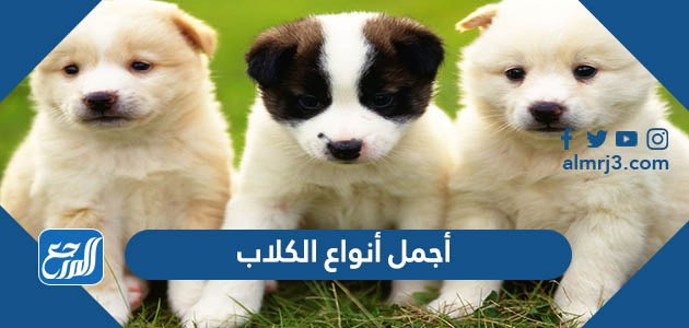 أجمل أنواع الكلاب