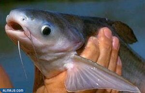 أسماك الباسي