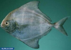 أسماك الحلوى