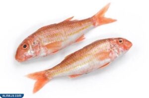 أسماك الحمرا