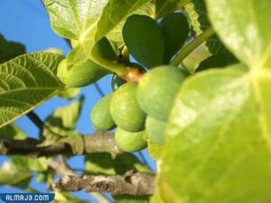 أشجار التين