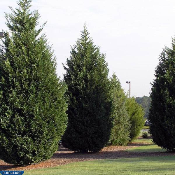 أشجار السرو - أسماء أشجار سريعة النمو وتتحمل الحرارة