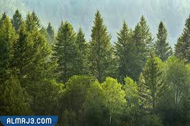 أشجار الصنوبر