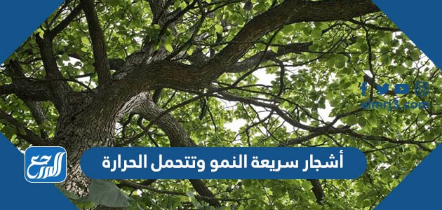 أسماء أشجار سريعة النمو وتتحمل الحرارة