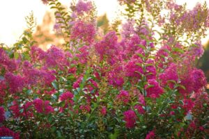 أشجار كريب الآس