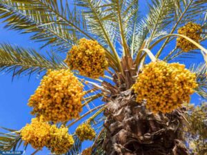 أشجار نخيل التمر - أسماء أشجار سريعة النمو وتتحمل الحرارة